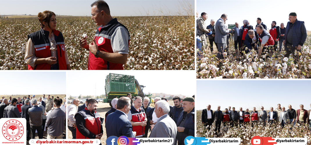 Bismil'de Beyaz Altın Pamuk Hasadı Başladı