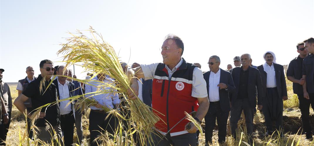 Coğrafi İşaretli Gururumuz Karacadağ Çeltiği Hasadı Bereketiyle Toplandı