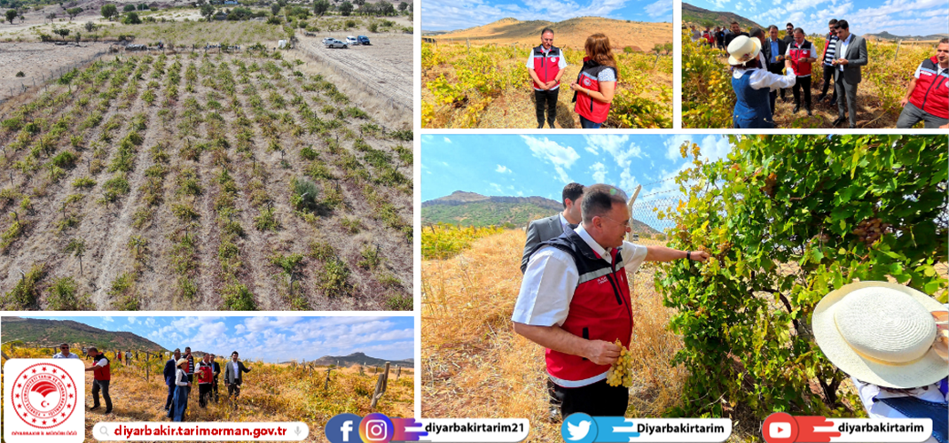 Hazro'da Organik Bağcılığın Gururu 12 Çeşit Üzümün Hasat Coşkusu